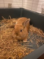 Mini lop rabbit needs new home 