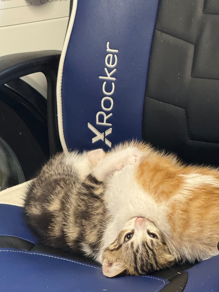 3 beautiful kittens left