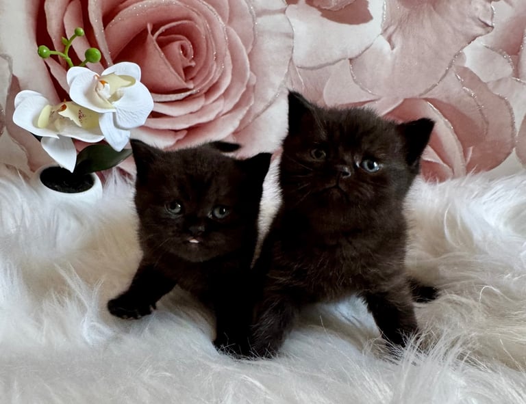 British shorthair kittens 