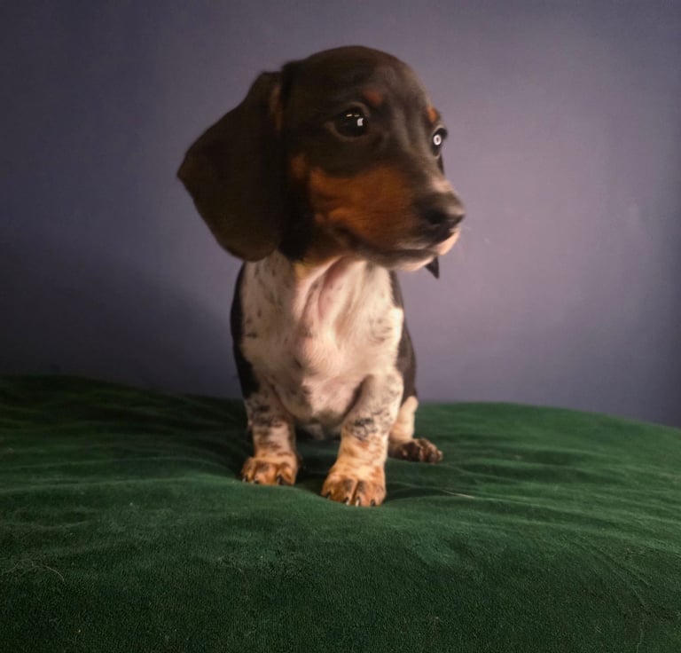 KC Registered Dachshund Puppies