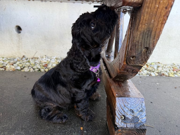 Cockapoo Girl Puppy F1 : 6weeks Old