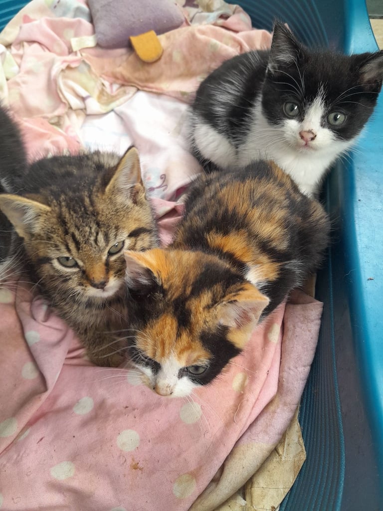 Kittens ready now 