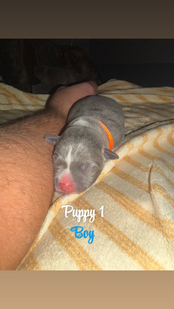 Staffordshire bull terrier puppies