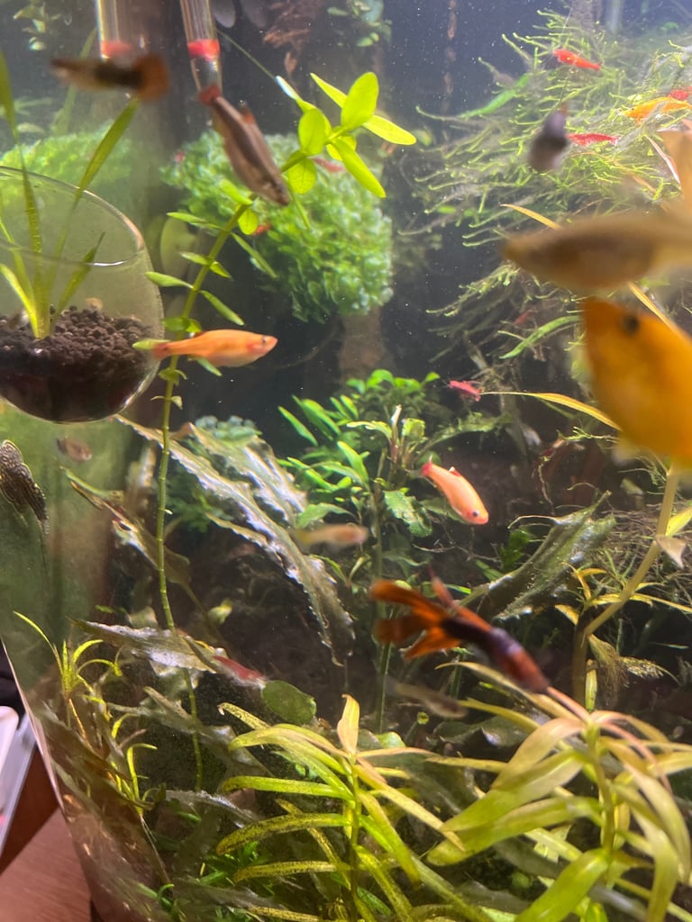 Nano fish red cherry shrimp