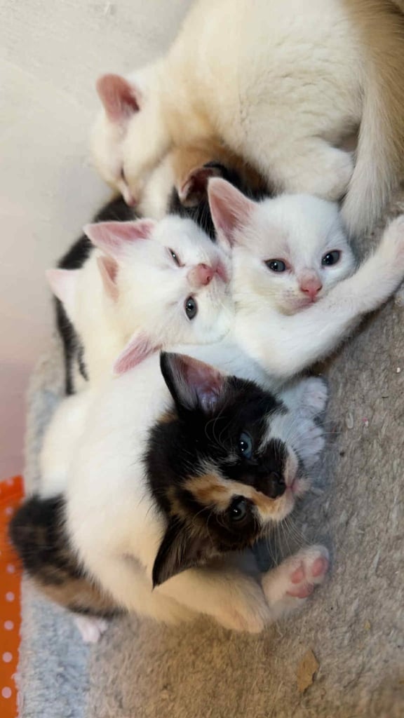 image for Stunning kittens 