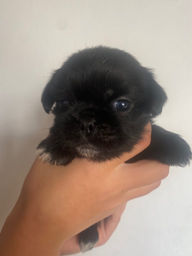 pugzu puppies for sale 