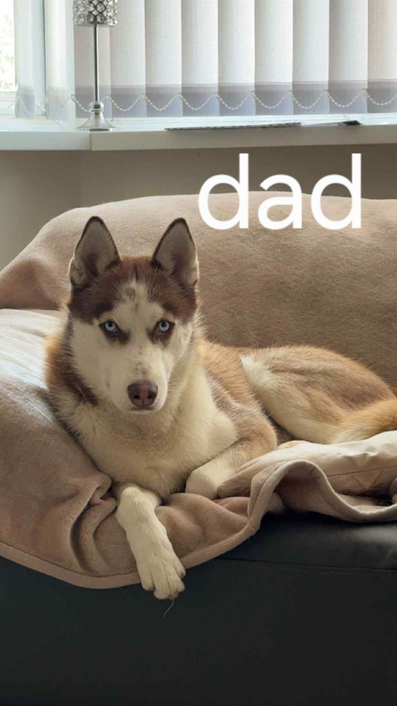 Goberians (siberian husky X goldenretriever