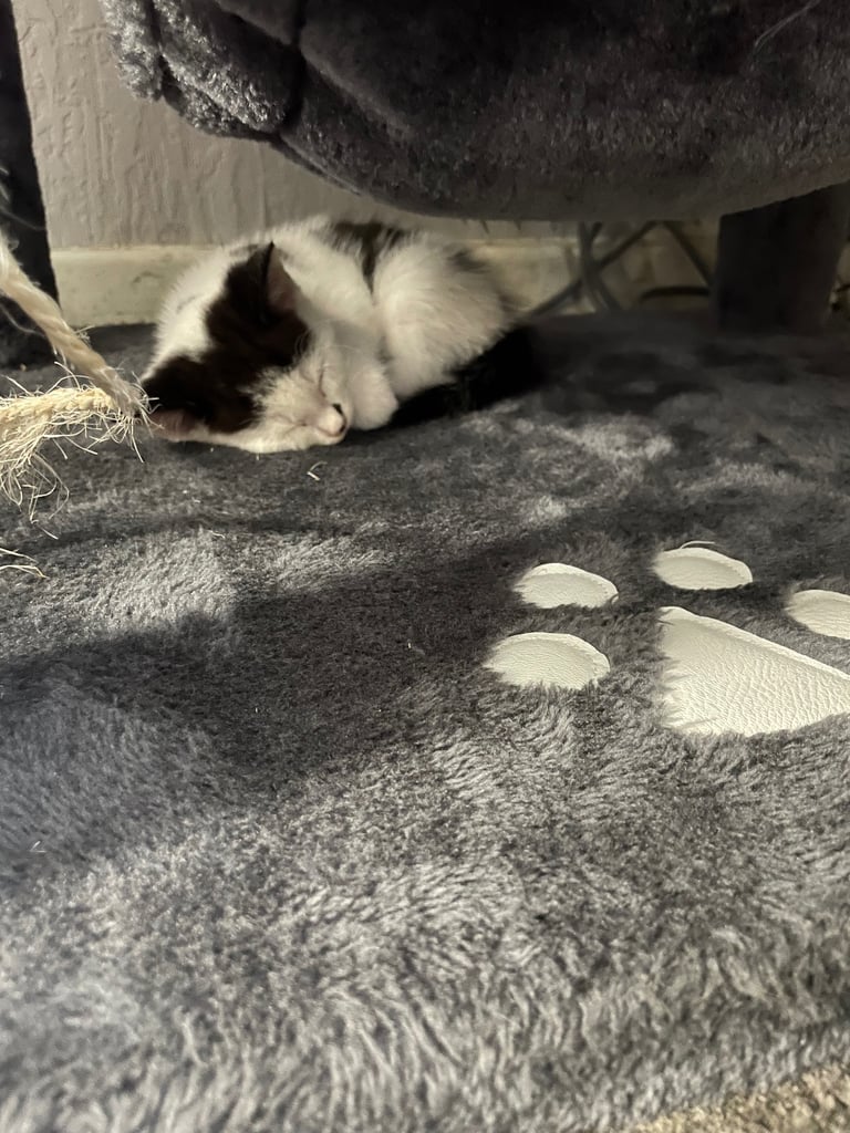 image for Nyla kitten