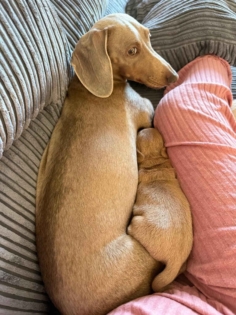 KC Miniature Daschund 1 Girl Available 