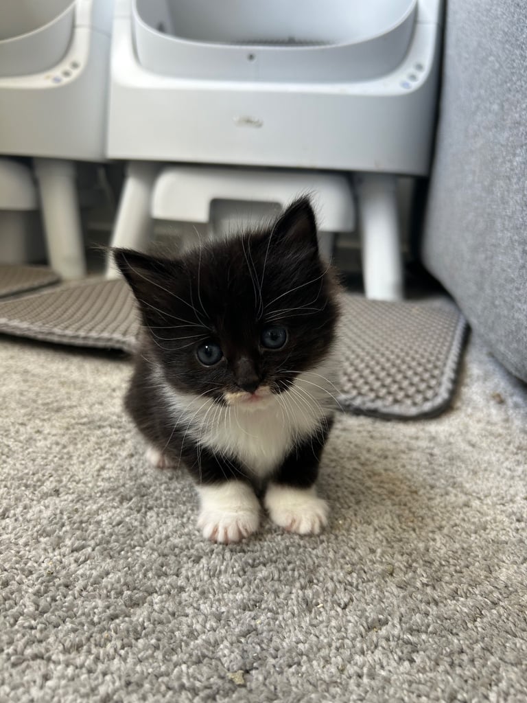 KITTENS READY TO GO NOW 