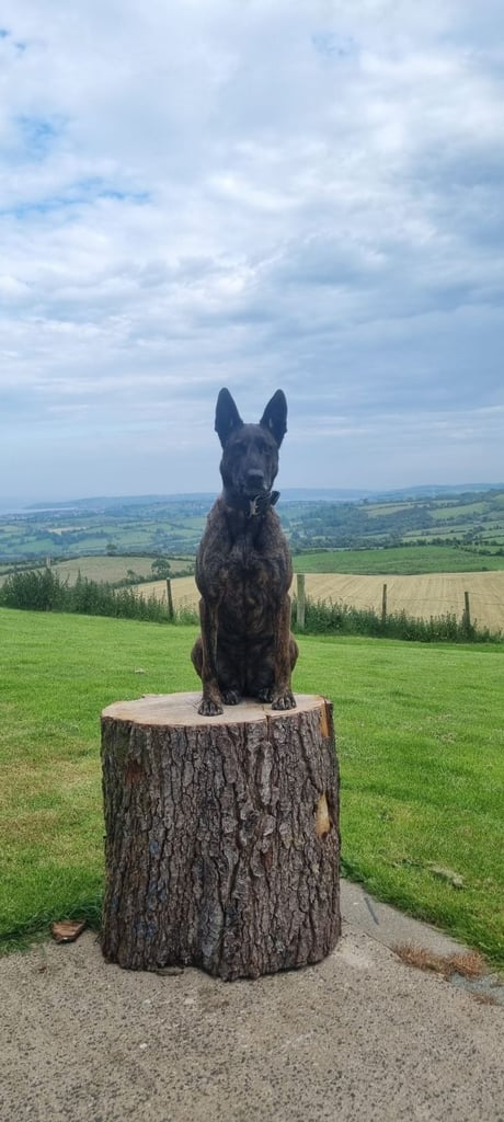 Belgian Malinois Belgium shepard Dutch Herder Dutch Shepard KNPV PSA