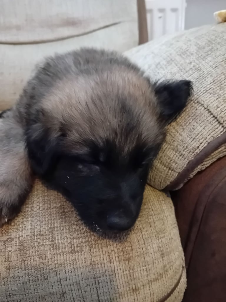 German Shepherd puppies 