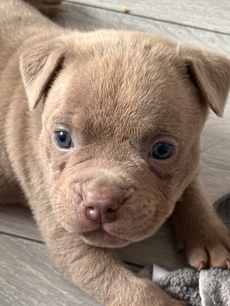 Ready in 3weeks!!!!! Pocket bully puppies ❤️