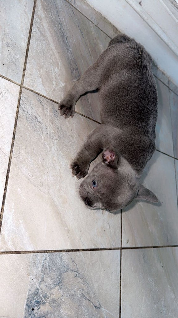 Beautiful French Bulldog Puppies