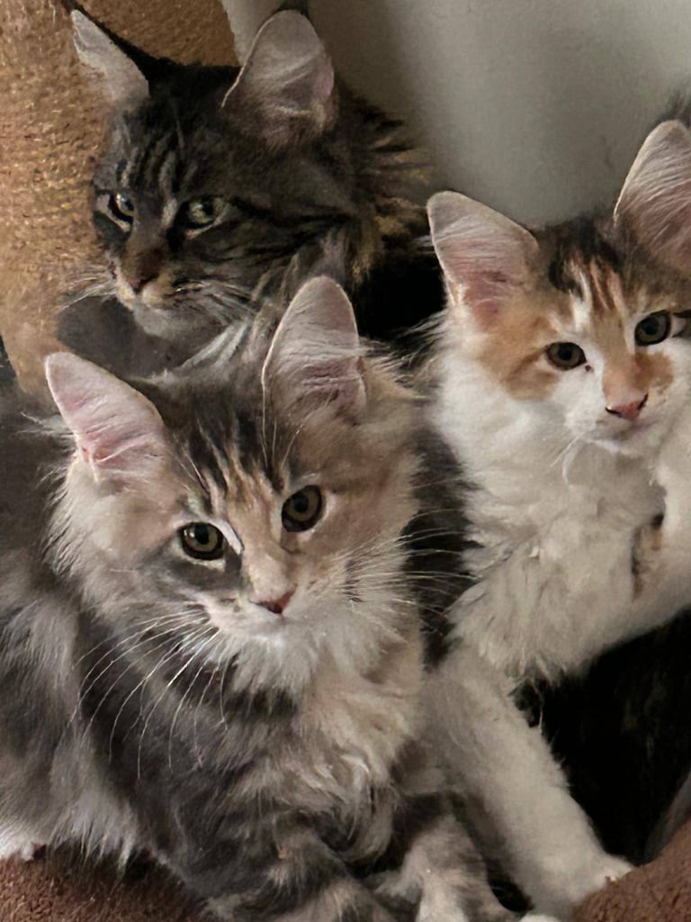 image for READY NOW! XXL Purebred Pedigree TICA Maine Coon Kittens