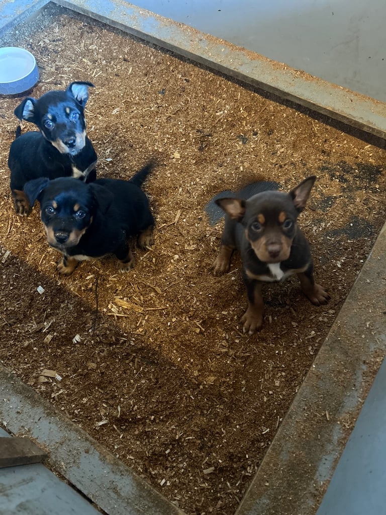 image for Kelpie pups 