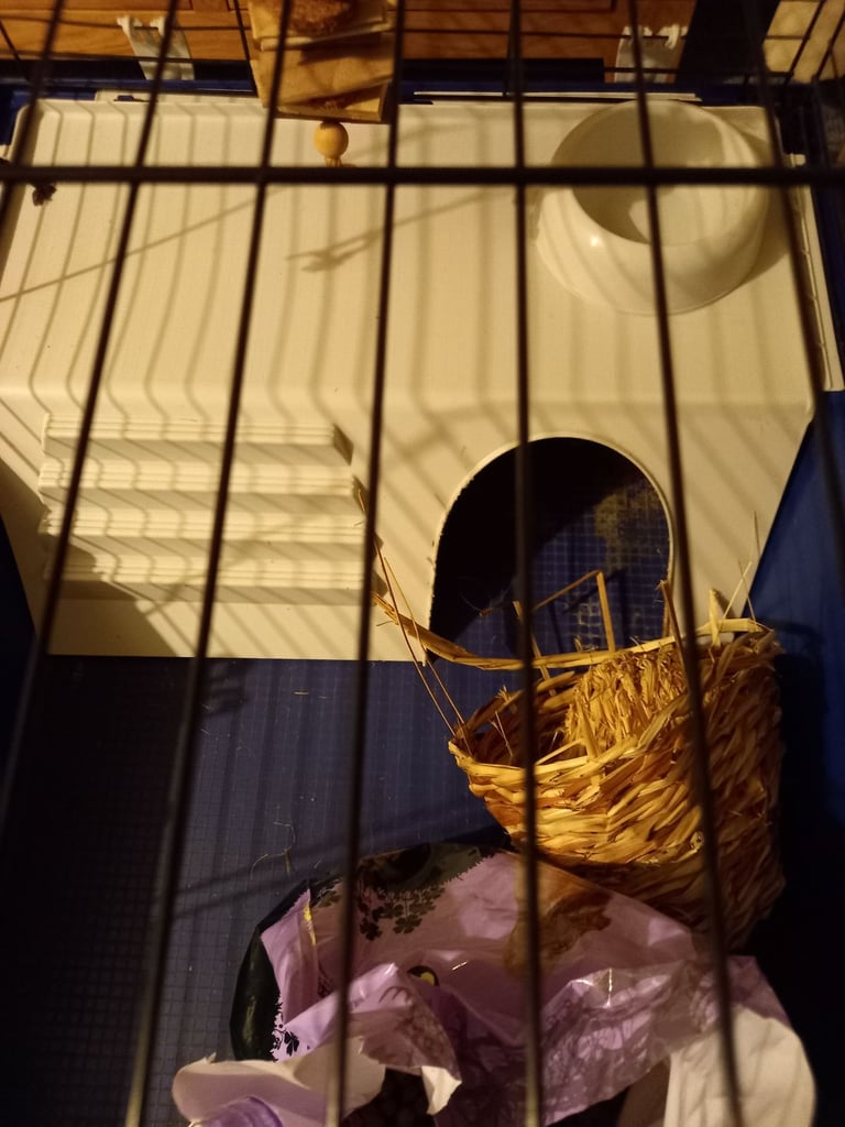 Guinea pig indoor hut 
