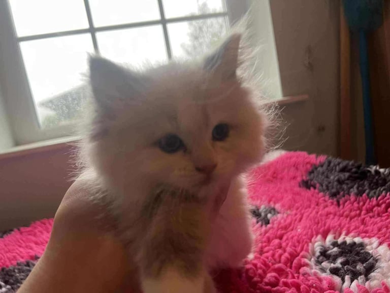 image for Pedigree ragdoll kittens