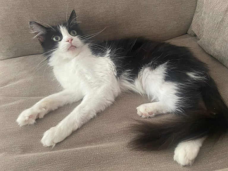 Two Cats for Rehome/Sale