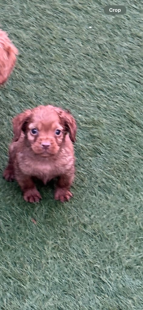 Stunning little red cocker spaniel male 900 