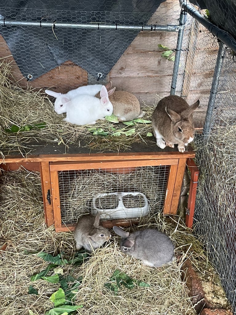Mix breed baby rabbits & mama 