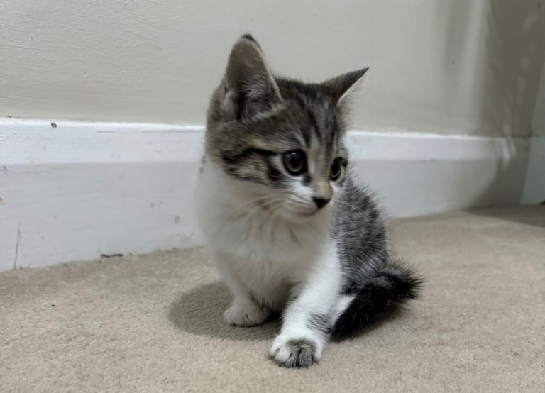Domestic shorthair kitten 