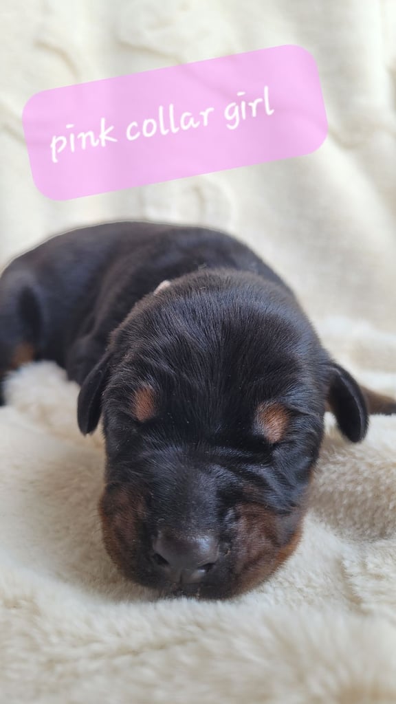 *all gone* Stunning KC reg Dobermann puppies 