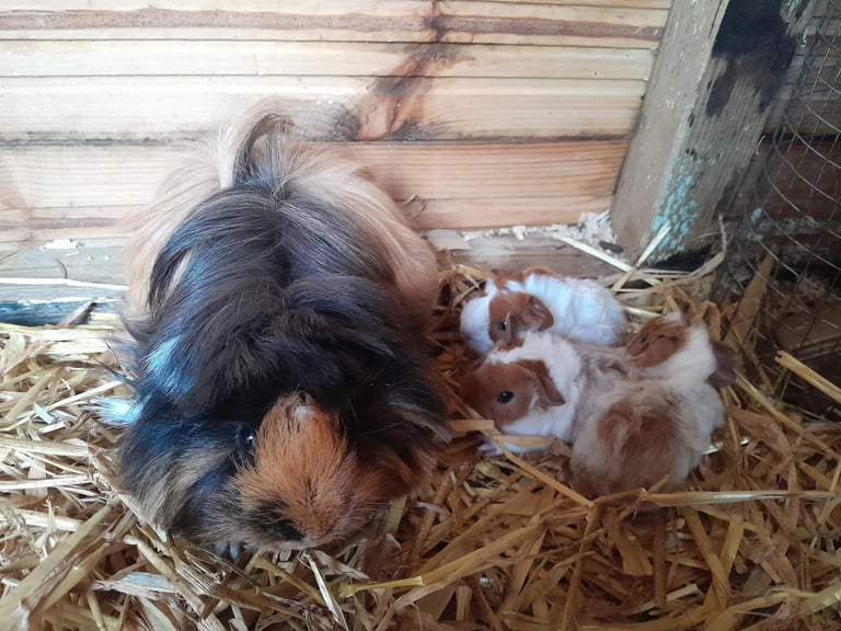 Guinea pigs for sale