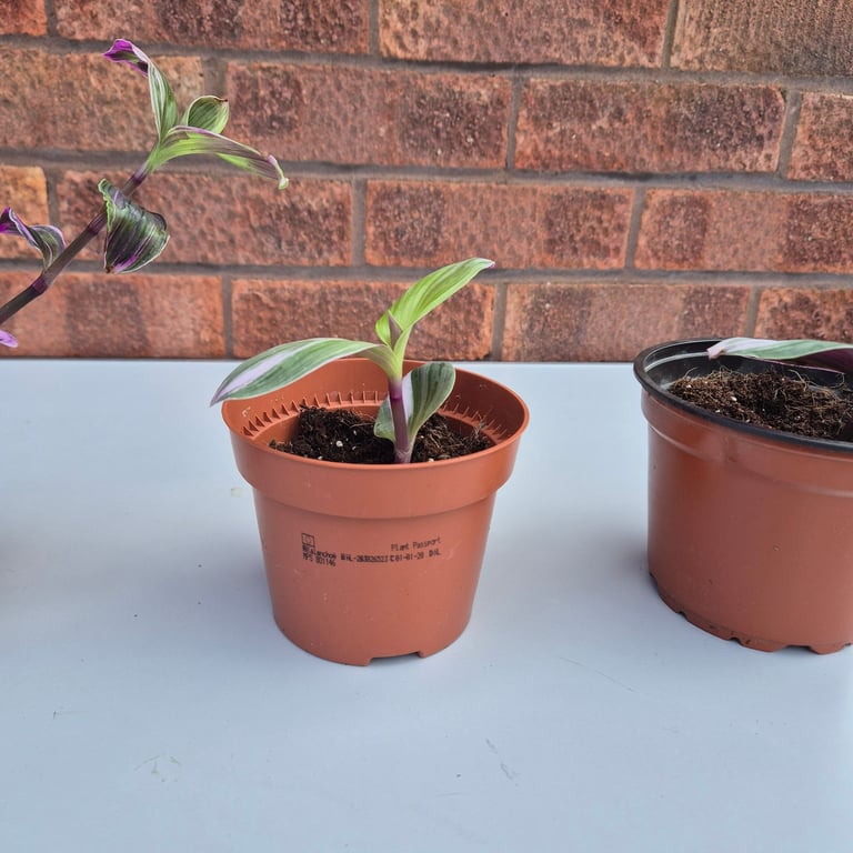 3 tradescantia nanouk baby plants 