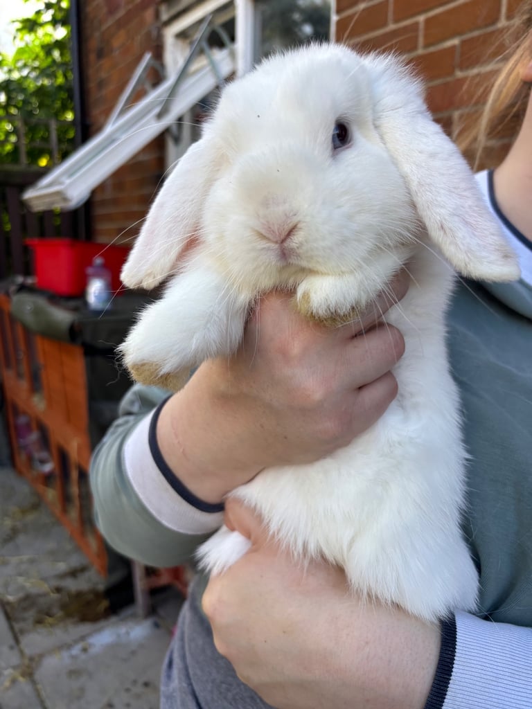 Mini-lop, French lop, lionhead