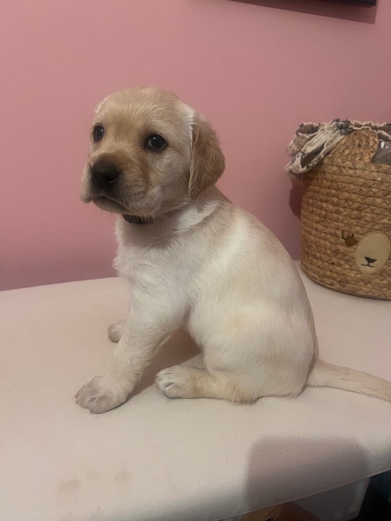 Perfect, High Quality Labrador Puppies  Castlereagh Co Down 