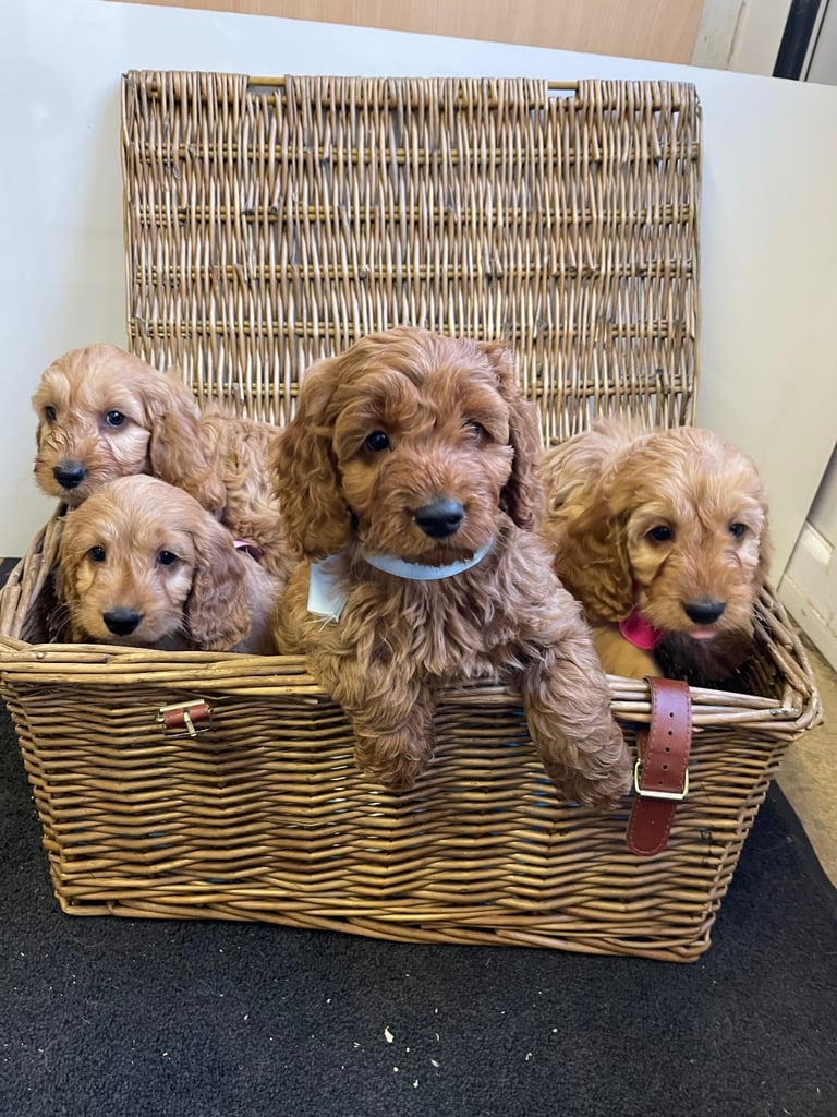 Red cockapoo puppies 