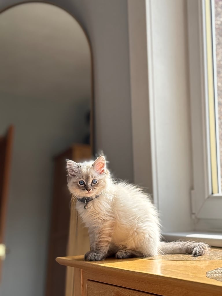 Ragdoll 