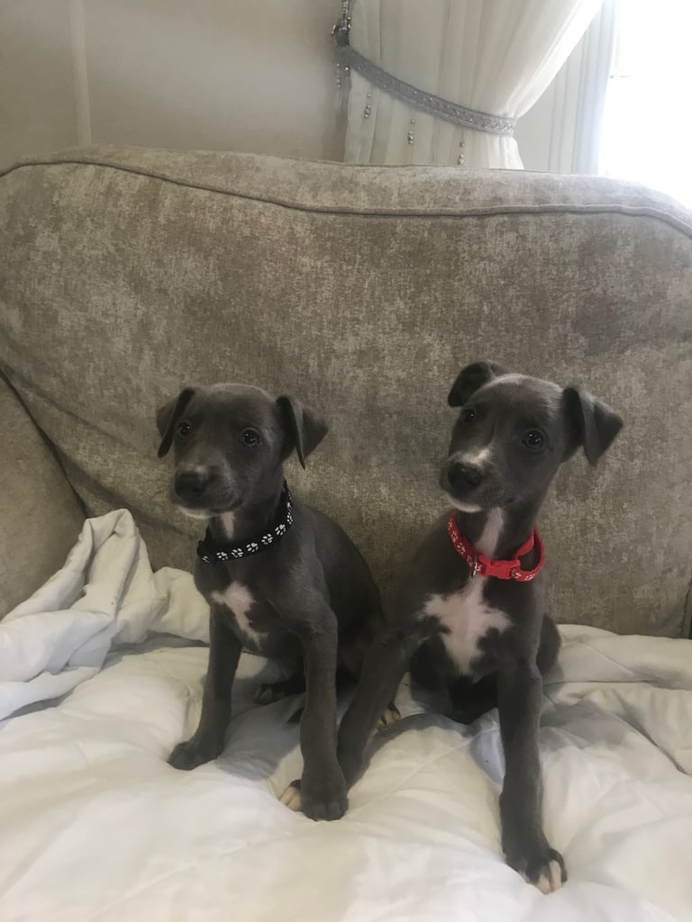 Whippet puppies 