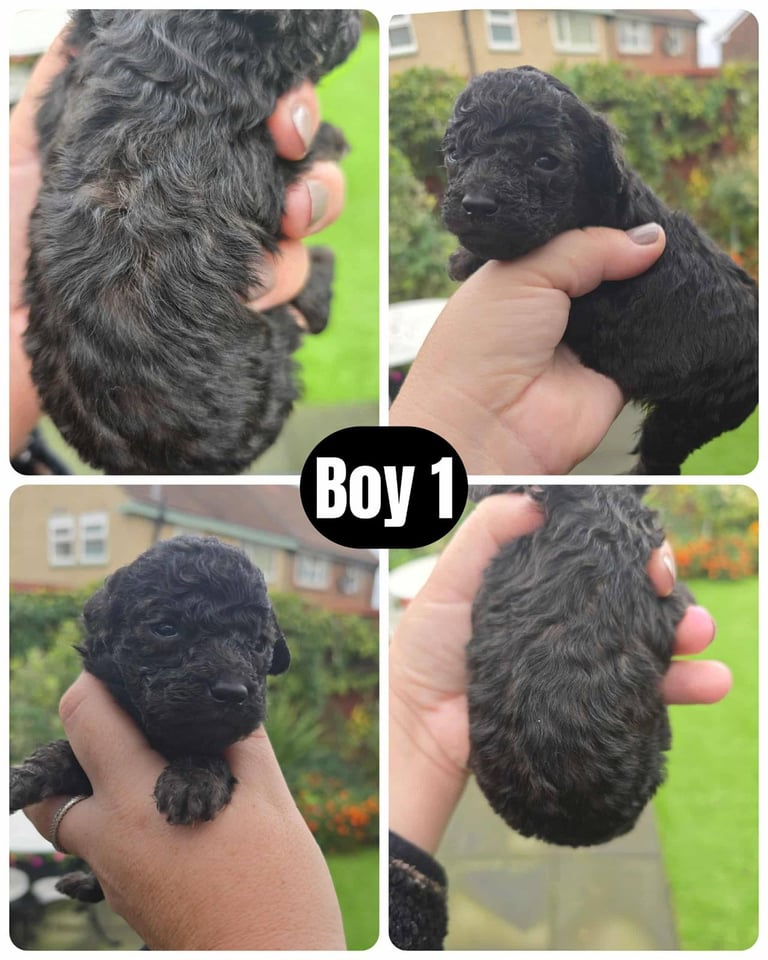 Stunning toy poodle puppies 