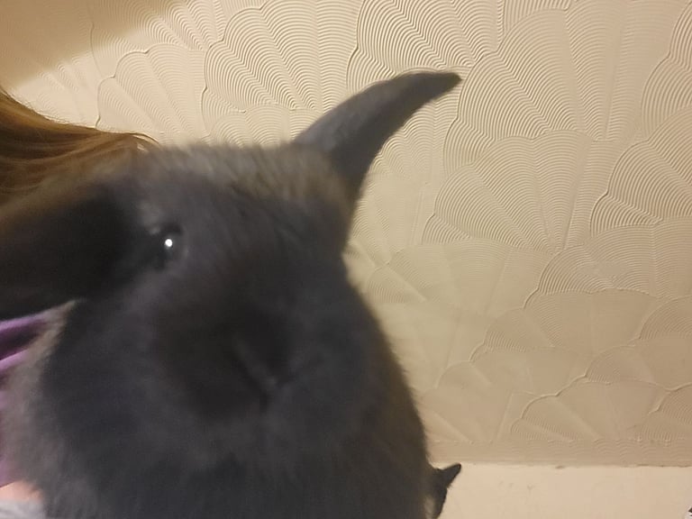 4 black baby lionlops 