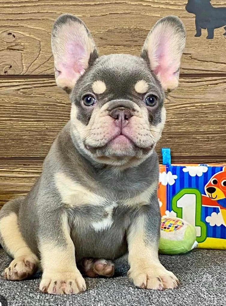 Dog Breeds Miniature Blue French Bulldog Puppies For Sale Male