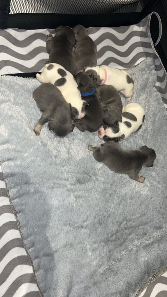 French bulldog pups 