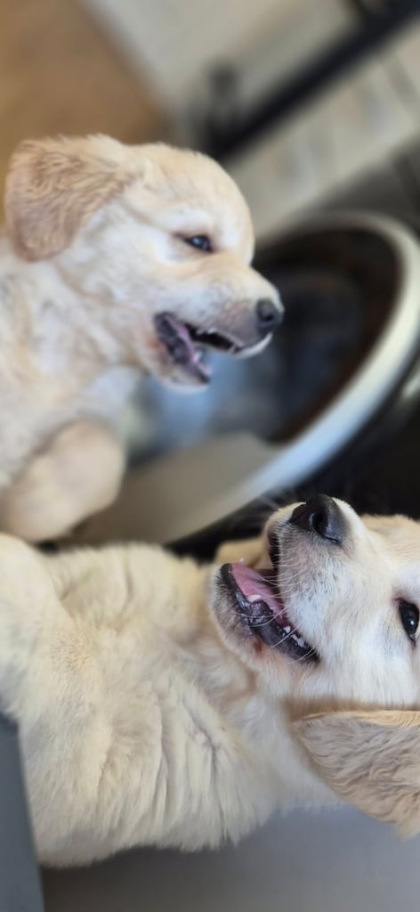 Golden retriever puppies 