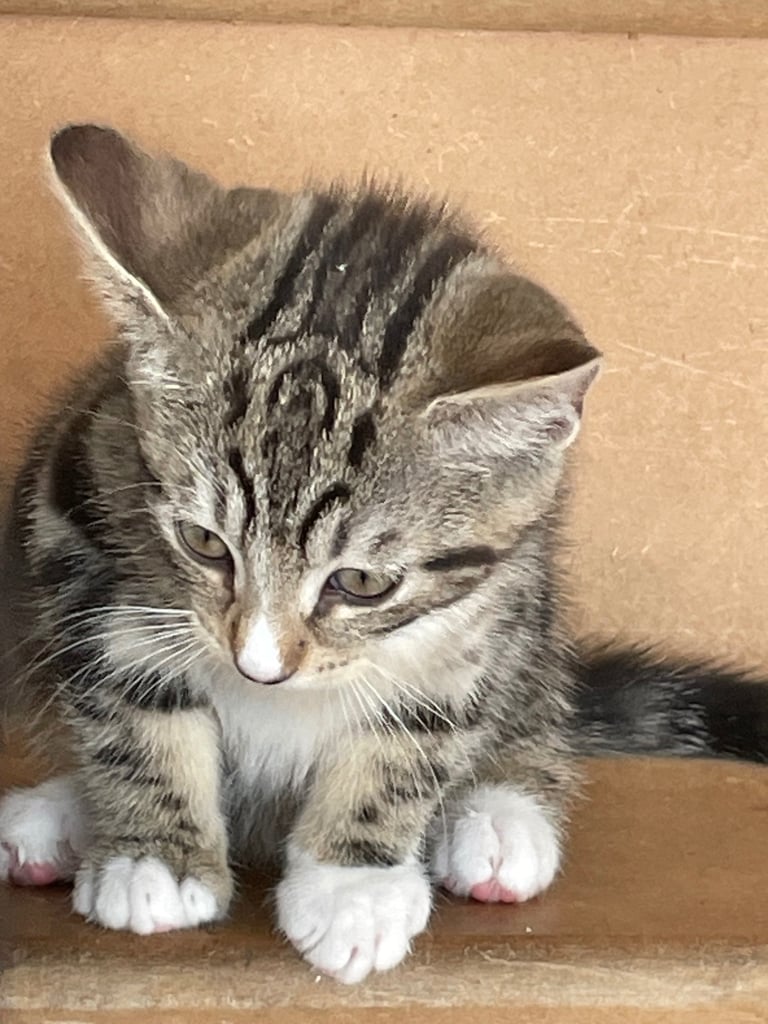Kittens for sale