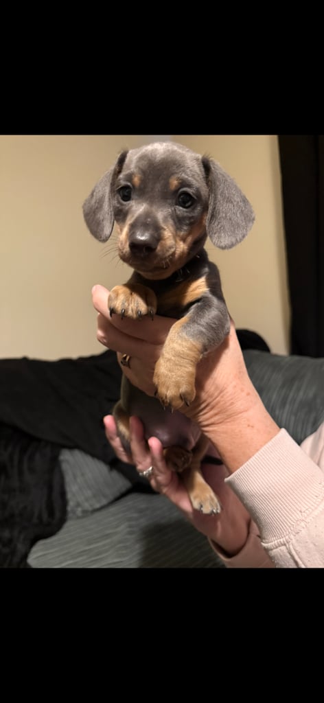 KC Miniature Dachshund 