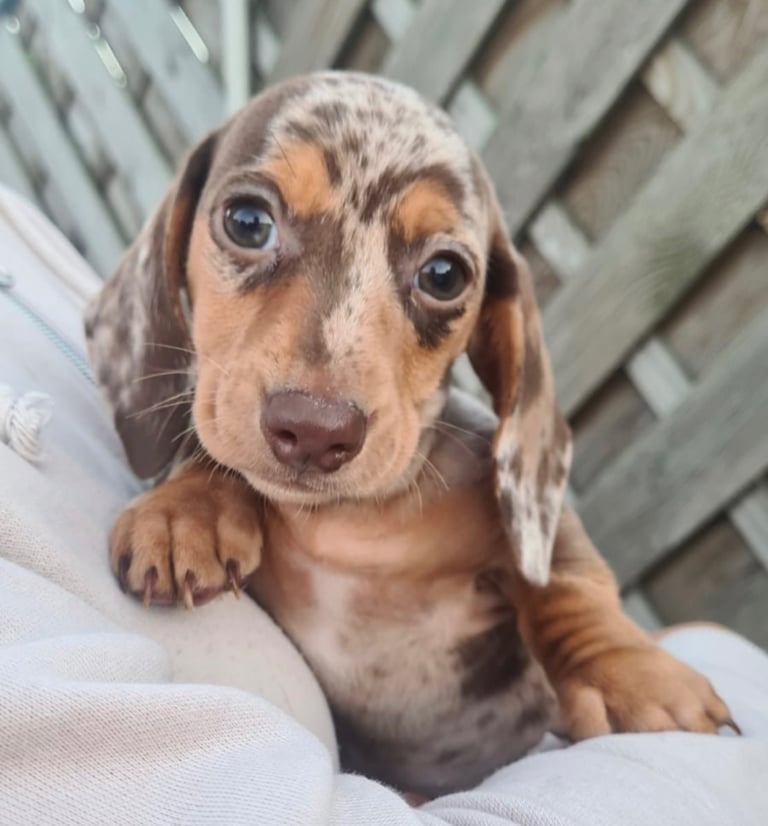Miniature dachshund 