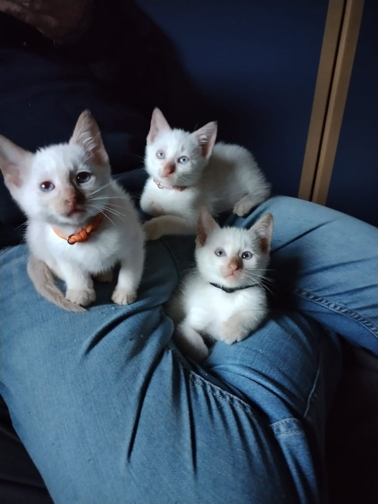 Siamese kittens 
