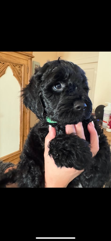 Cockapoo pups f1 3 all black girls left