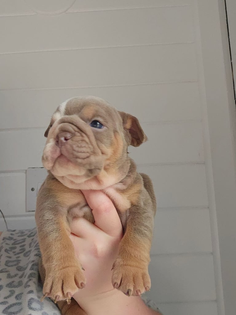 kc british bulldogs 