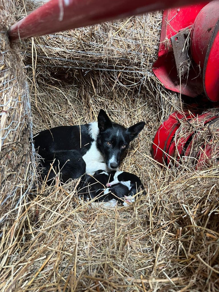 Border Collie Dogs Puppies for Sale in Northern Ireland Gumtree