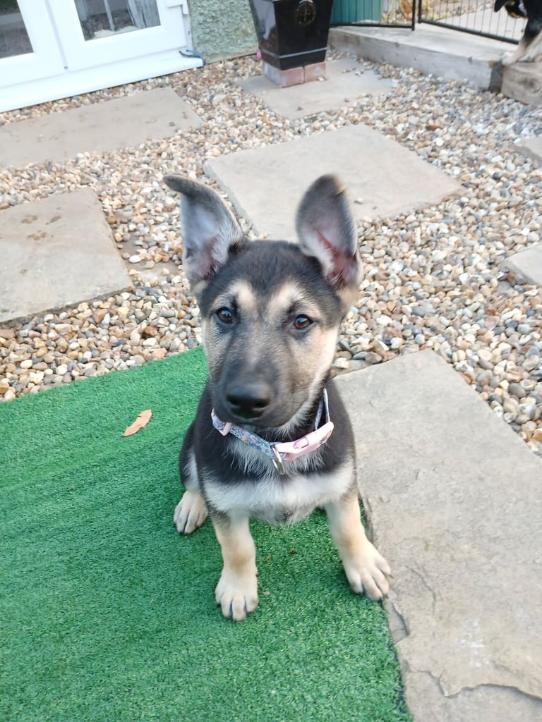 Gsd puppy