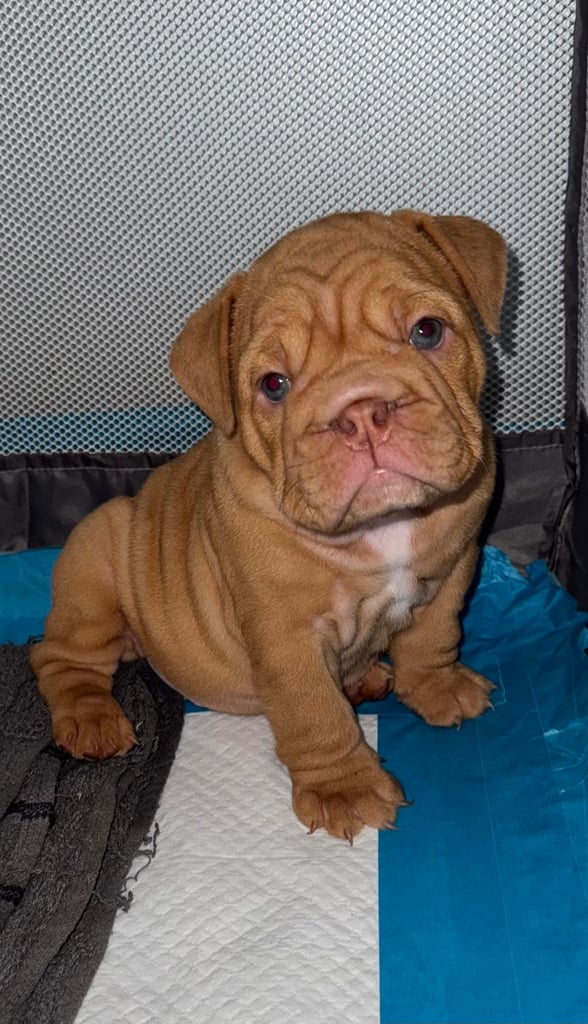 Beautiful Female English Bulldog Puppy 🩷