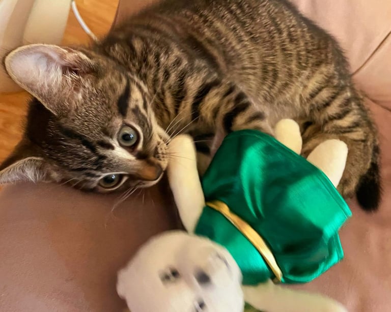 Beautiful tabby mixed bengal kitten for sale