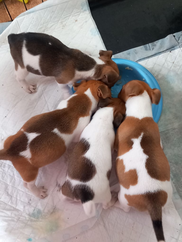 Jack Russel puppies 